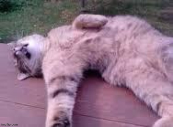 Dead cat | image tagged in dead cat | made w/ Imgflip meme maker