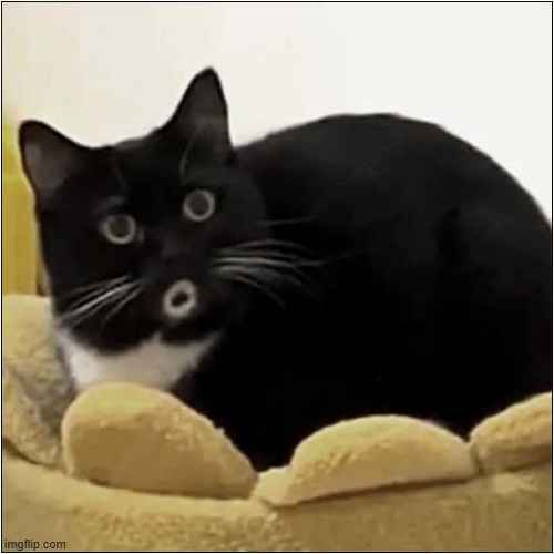 Oooh ! | image tagged in cats,oooh,markings | made w/ Imgflip meme maker