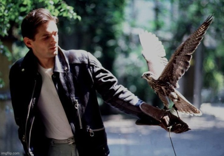 Majestic Beast | image tagged in falcon,falcons,majestic,gorgeous,lovely,i love you | made w/ Imgflip meme maker