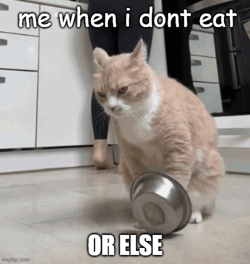 hungry | me when i dont eat; OR ELSE | image tagged in hungry cat | made w/ Imgflip meme maker