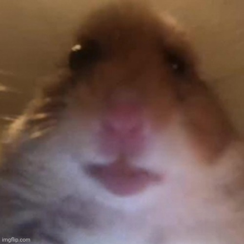 staring hamster | image tagged in staring hamster | made w/ Imgflip meme maker