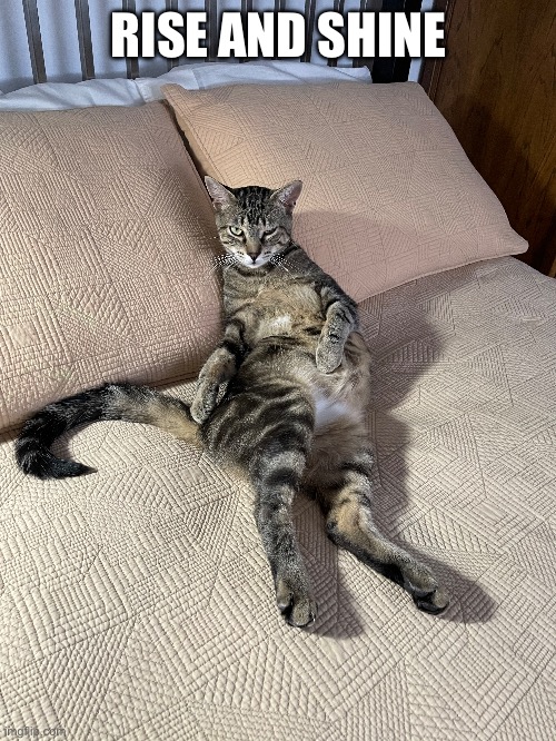 Rise And Shine | RISE AND SHINE | image tagged in fun,memes,relatable,cats,funny cats,funny | made w/ Imgflip meme maker