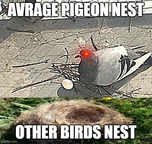 Average pigeon nest | AVRAGE PIGEON NEST; OTHER BIRDS NEST | image tagged in pigeon nest | made w/ Imgflip meme maker