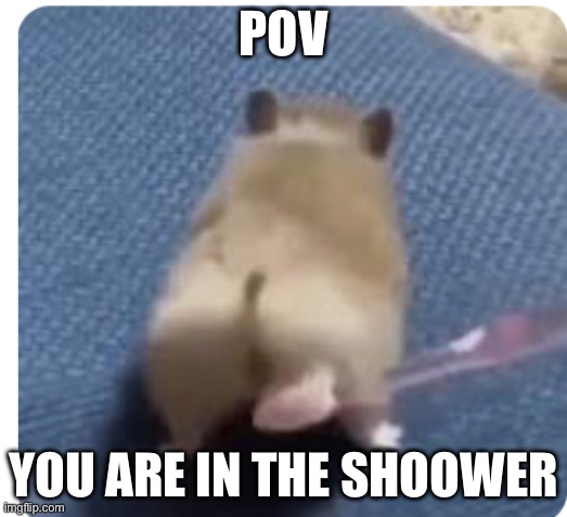Hamster | POV; YOU ARE IN THE SHOWER | image tagged in hamster | made w/ Imgflip meme maker