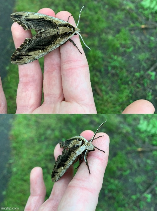 Sphinx moth | made w/ Imgflip meme maker