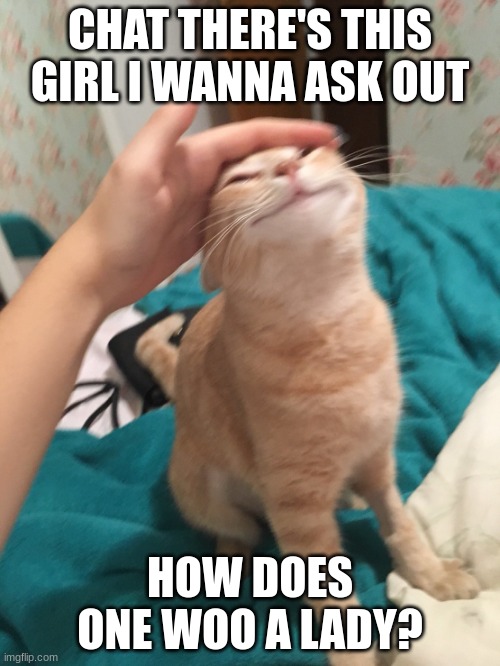 CHAT YOU NEED TO BE MY WINGMEN- | CHAT THERE'S THIS GIRL I WANNA ASK OUT; HOW DOES ONE WOO A LADY? | image tagged in cat pat | made w/ Imgflip meme maker