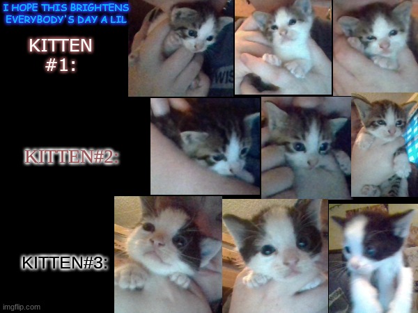 our mama cat finally brought out her kits, so here are the adorable munchkins!<33333 | I HOPE THIS BRIGHTENS EVERYBODY'S DAY A LIL; KITTEN #1:; KITTEN#2:; KITTEN#3: | image tagged in kittens,cute,hope this makes you smile | made w/ Imgflip meme maker