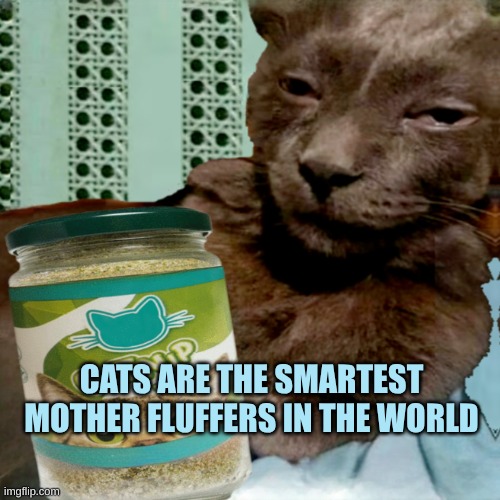 Shit Poster 4 Lyfe | CATS ARE THE SMARTEST MOTHER FLUFFERS IN THE WORLD | image tagged in shit poster 4 lyfe,fluffy,soft,smart cat,cat,mothers day | made w/ Imgflip meme maker