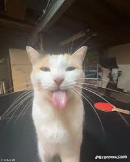 Sille Cat | image tagged in sille cat | made w/ Imgflip meme maker