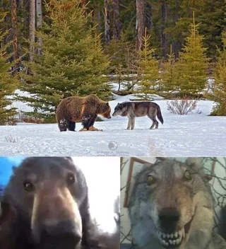 Bear and Wolf Faceoff Blank Meme Template