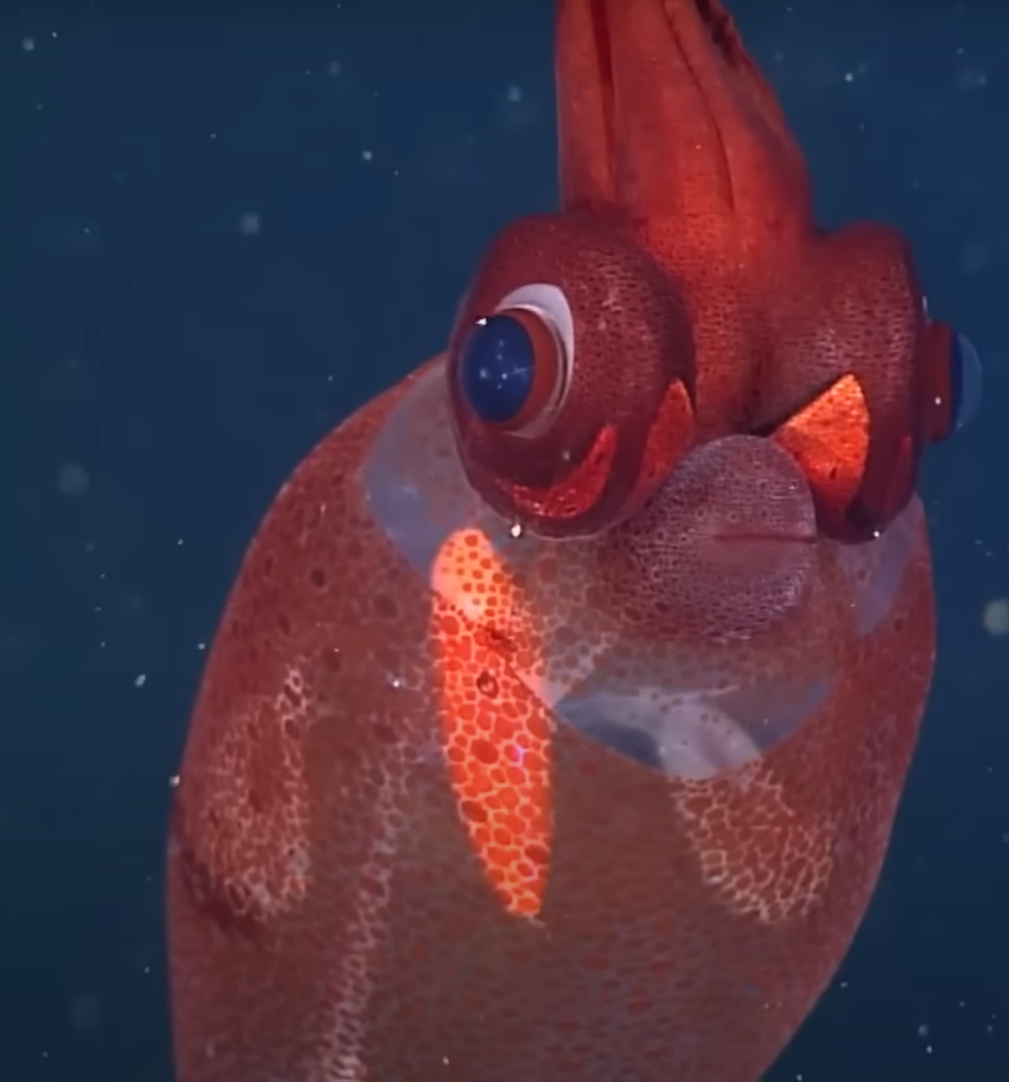 funny fish Blank Meme Template