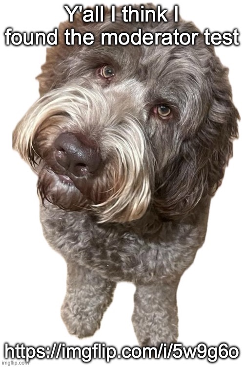 Norther's dog | Y'all I think I found the moderator test; https://imgflip.com/i/5w9g6o | image tagged in norther's dog | made w/ Imgflip meme maker