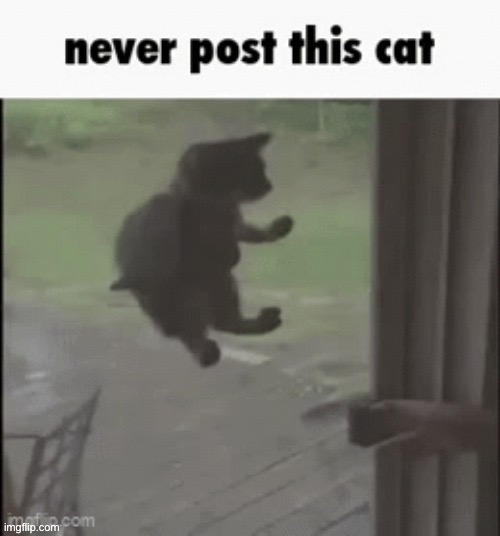 image tagged in cat | made w/ Imgflip meme maker