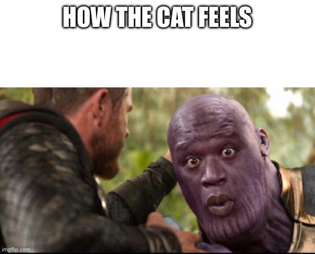 HOW THE CAT FEELS | image tagged in thanos shaq | made w/ Imgflip meme maker
