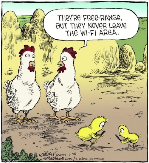 get off your phone | image tagged in funny,meme,wifi,chicken,cartoon | made w/ Imgflip meme maker
