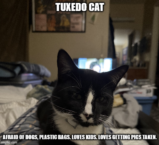 The world of the Tuxedo Cat | TUXEDO CAT; AFRAID OF DOGS, PLASTIC BAGS. LOVES KIDS. LOVES GETTING PICS TAKEN. | image tagged in tuxedo,cute cat,tuxedo cat,kitten | made w/ Imgflip meme maker