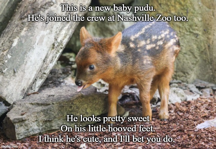 Baby pudu | This is a new baby pudu.
He's joined the crew at Nashville Zoo too. He looks pretty sweet
On his little hooved feet.
I think he's cute, and I'll bet you do. | image tagged in animals | made w/ Imgflip meme maker