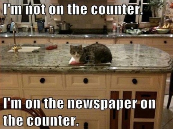 Cat Rationality | image tagged in cat logic,irrationality,reason,funny cats,disobedience,rebel | made w/ Imgflip meme maker