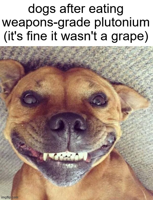 my dog once ate half of a fruitcake and was completely fine | dogs after eating weapons-grade plutonium (it's fine it wasn't a grape) | made w/ Imgflip meme maker