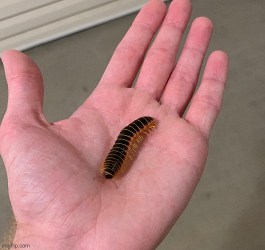 Kentucky Flat Millipede | made w/ Imgflip meme maker