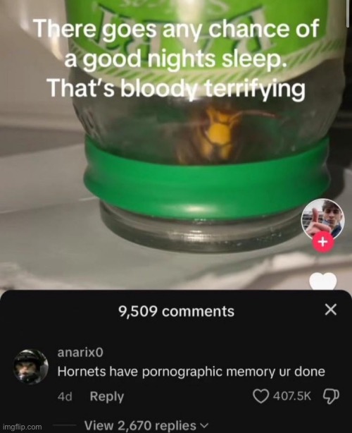 Hornets | made w/ Imgflip meme maker