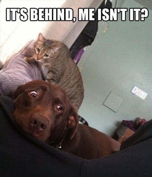 It's Behind Me | image tagged in dogs,funny dogs,cats,funny cat memes,it's behind me,facial expressions | made w/ Imgflip meme maker