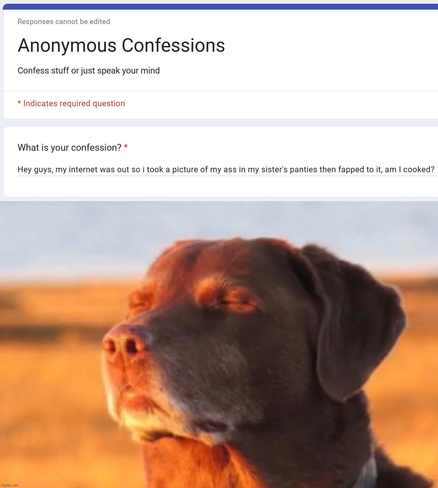 apologize to your sister | image tagged in dog accepting fate | made w/ Imgflip meme maker