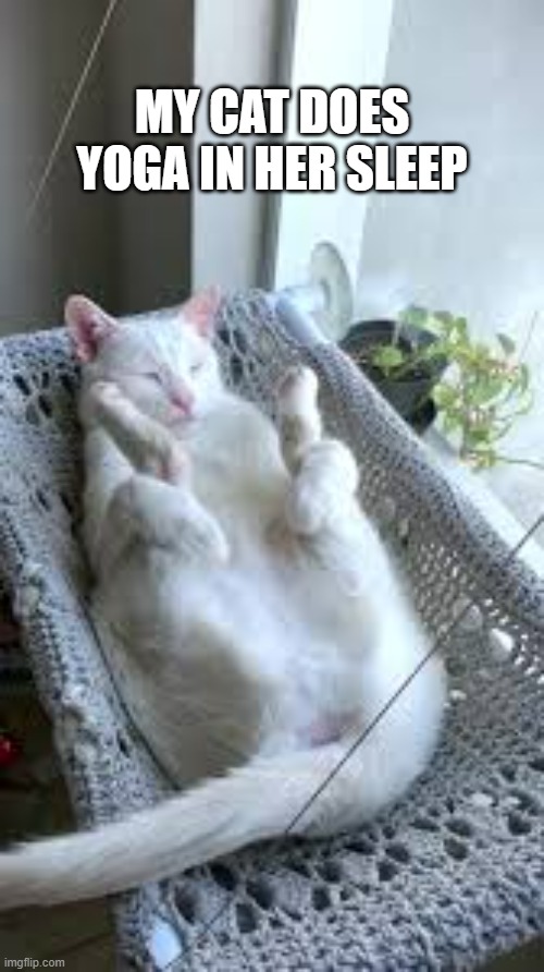 My cat is so good she can do yoga in her sleep.  - funny - | MY CAT DOES YOGA IN HER SLEEP | image tagged in cats,funny,kittens,humor,yoga,sleep | made w/ Imgflip meme maker