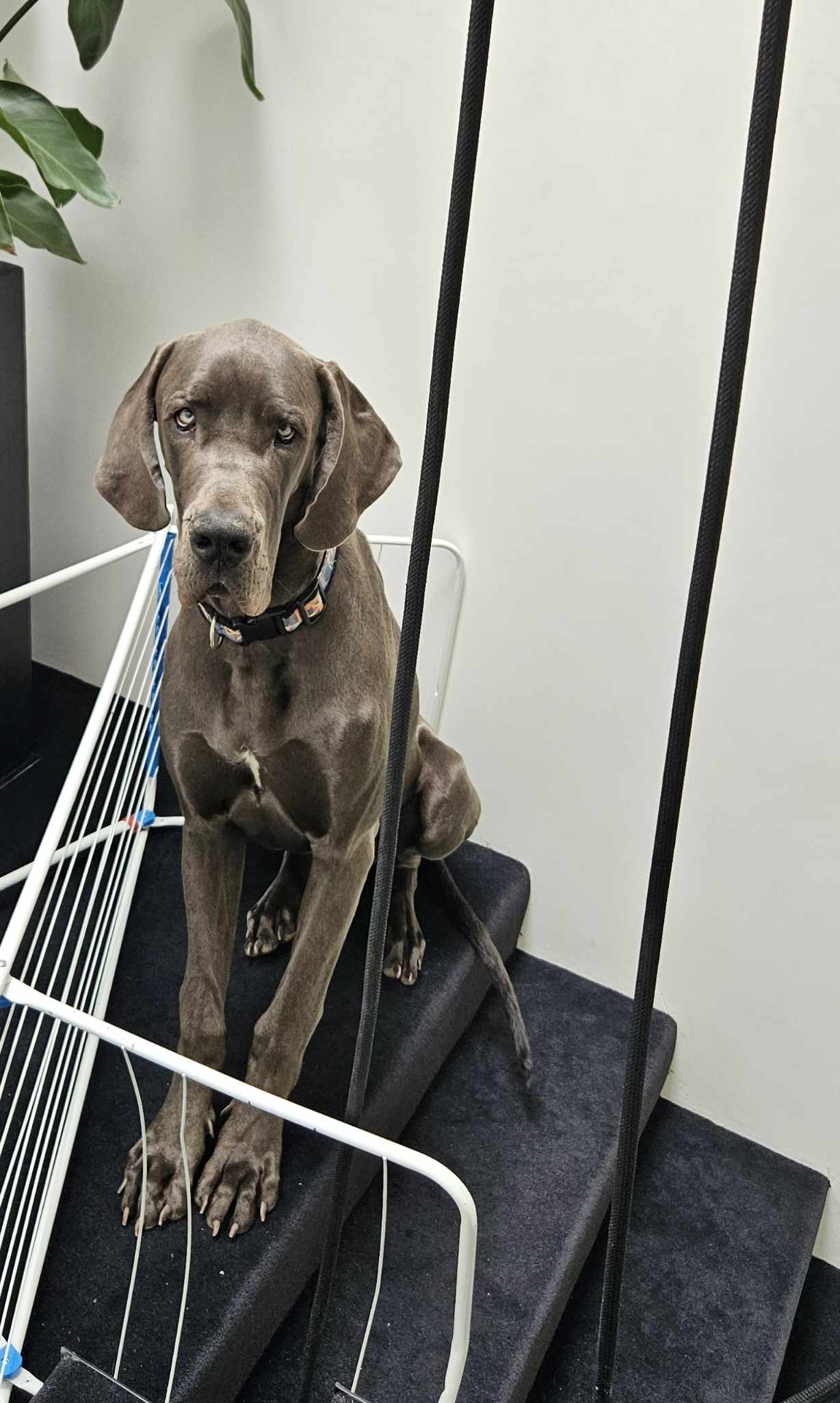doggo prison Blank Meme Template