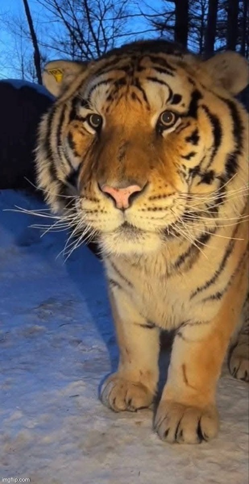Tigre | image tagged in look at this gent | made w/ Imgflip meme maker