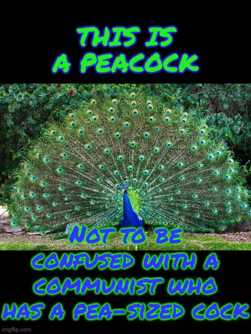 Shoulda known those commiez were no good. The red flagz were everywhere. Also no food! :( | THIS IS A PEACOCK Not to be confused with a communist who has a pea-sized cock | image tagged in peacock,communists suck | made w/ Imgflip meme maker