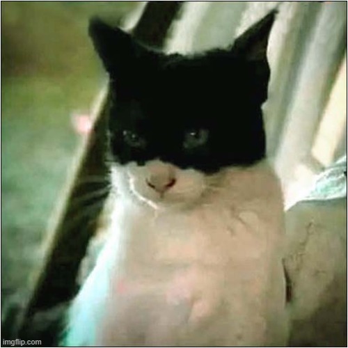(In A Deep Growly Voice)  I'm Cat Man ! | image tagged in cats,batman | made w/ Imgflip meme maker
