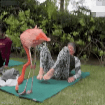 A Flamingo Stops Yoga Session ! - Imgflip