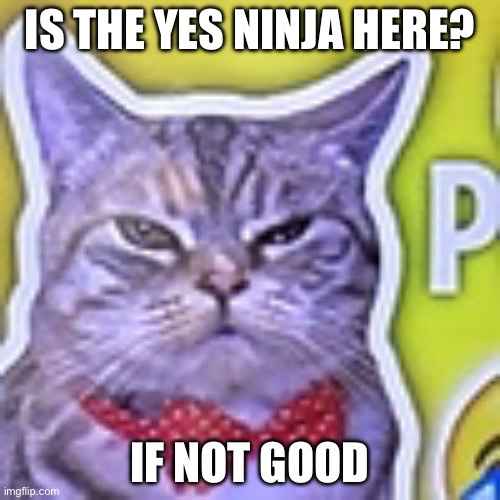 please tell me he's gone | IS THE YES NINJA HERE? IF NOT GOOD | image tagged in me | made w/ Imgflip meme maker