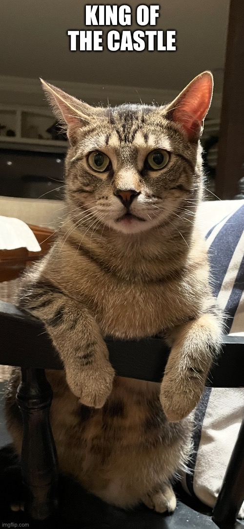 King of the Castle | KING OF THE CASTLE | image tagged in fun,memes,pets,cats,funny cats,funny | made w/ Imgflip meme maker