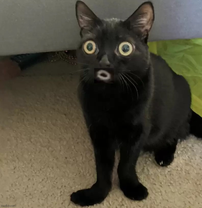 black cat oh no V2 | image tagged in black cat oh no v2 | made w/ Imgflip meme maker