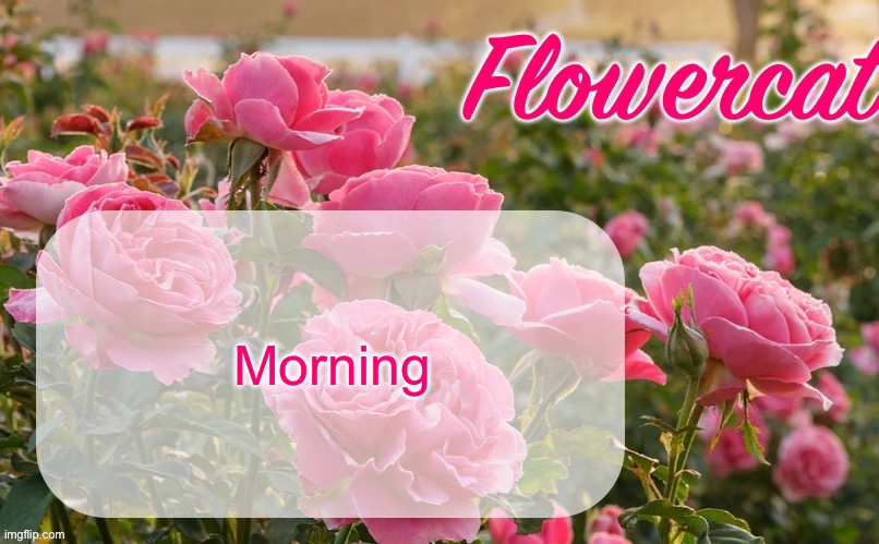 Flowercat template | Morning | image tagged in flowercat template | made w/ Imgflip meme maker