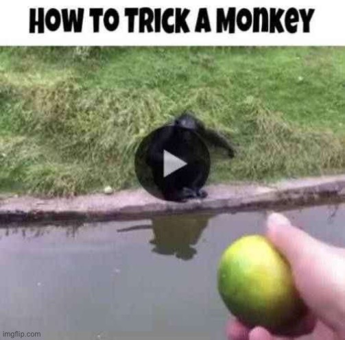 MONKE | image tagged in funny,memes,monke,trick | made w/ Imgflip meme maker