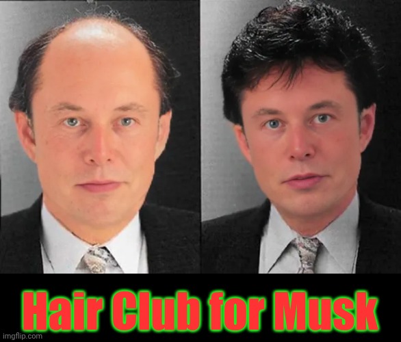 Bald Eagle | Hair Club for Musk | image tagged in bald,elon musk,hair,club,men | made w/ Imgflip meme maker
