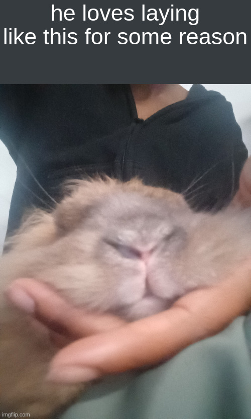 sleepy bunny | he loves laying like this for some reason | made w/ Imgflip meme maker
