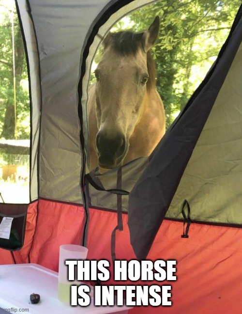 In tents | THIS HORSE IS INTENSE | image tagged in puns | made w/ Imgflip meme maker
