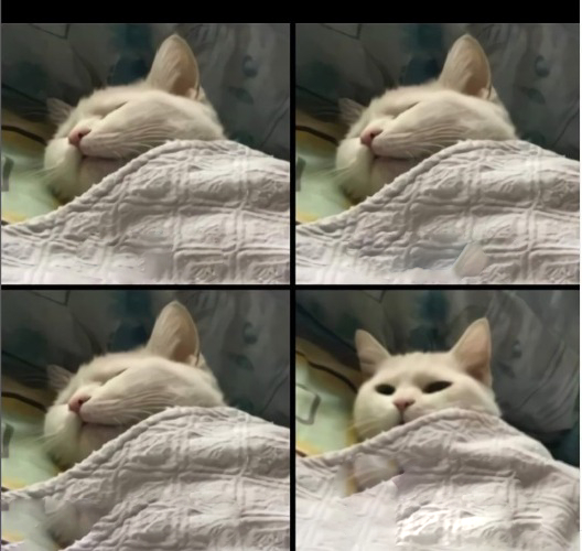 cat sleeping then waking up meme Blank Meme Template
