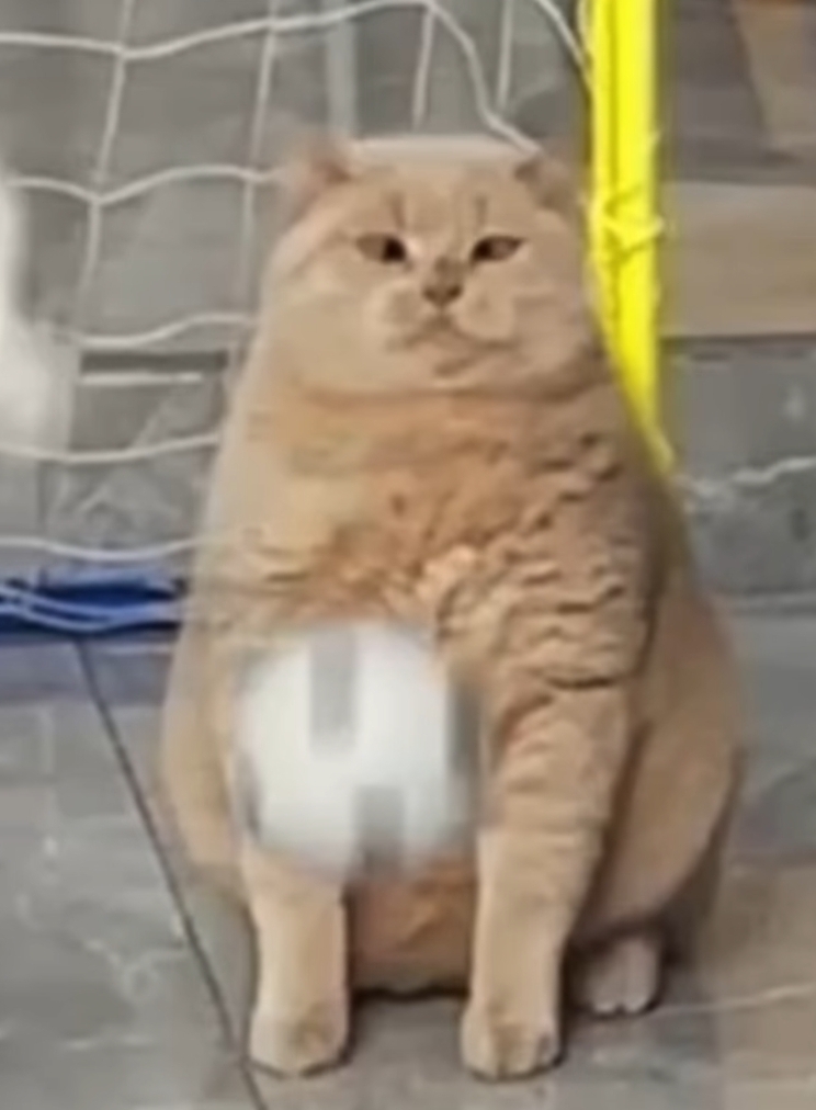 Bullied Cat Blank Meme Template