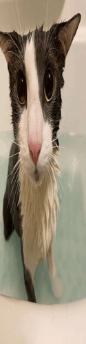 soggy wet cat 2 Blank Meme Template