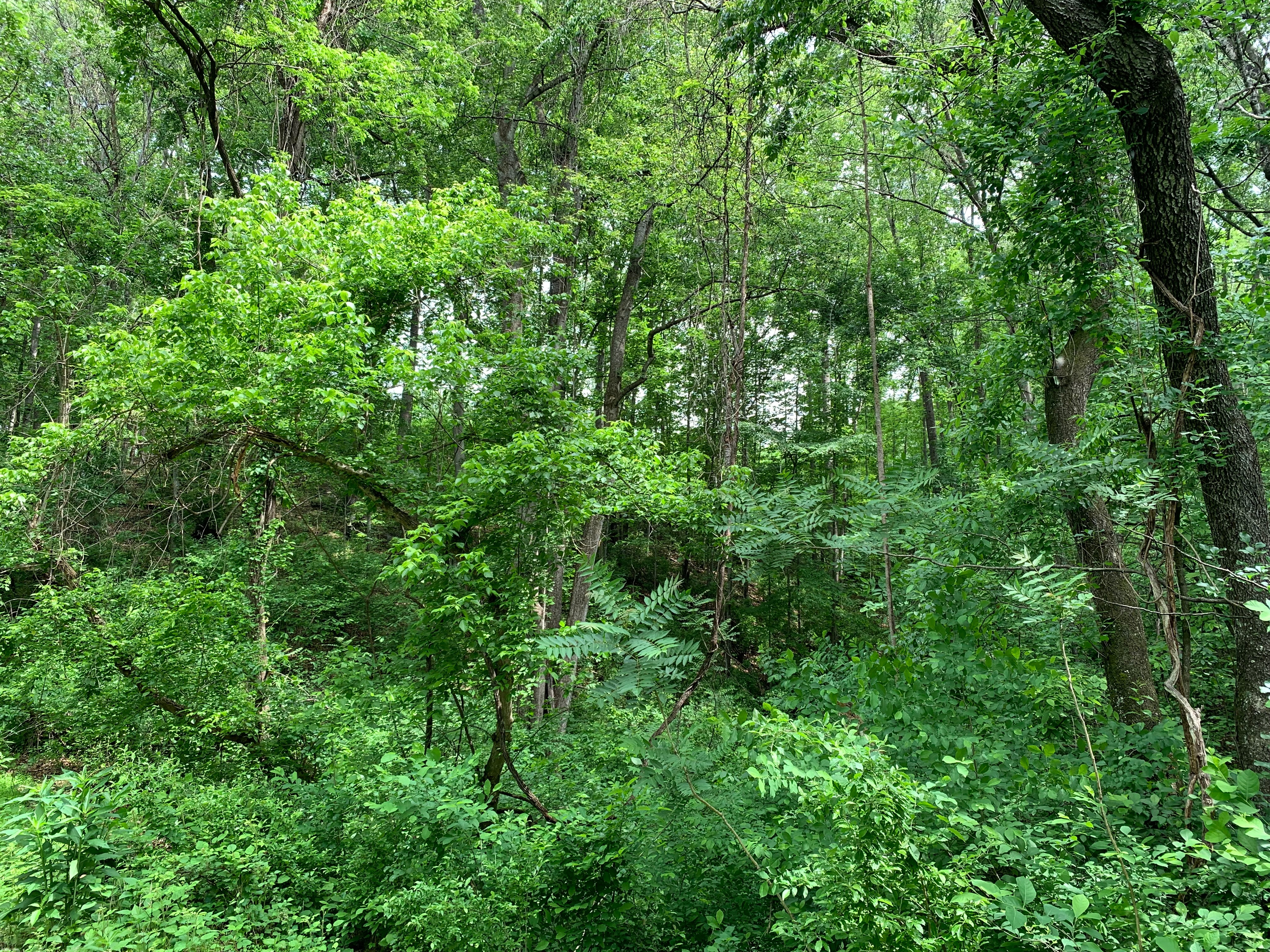 Virginia is a dang rainforest I tell you | made w/ Imgflip meme maker