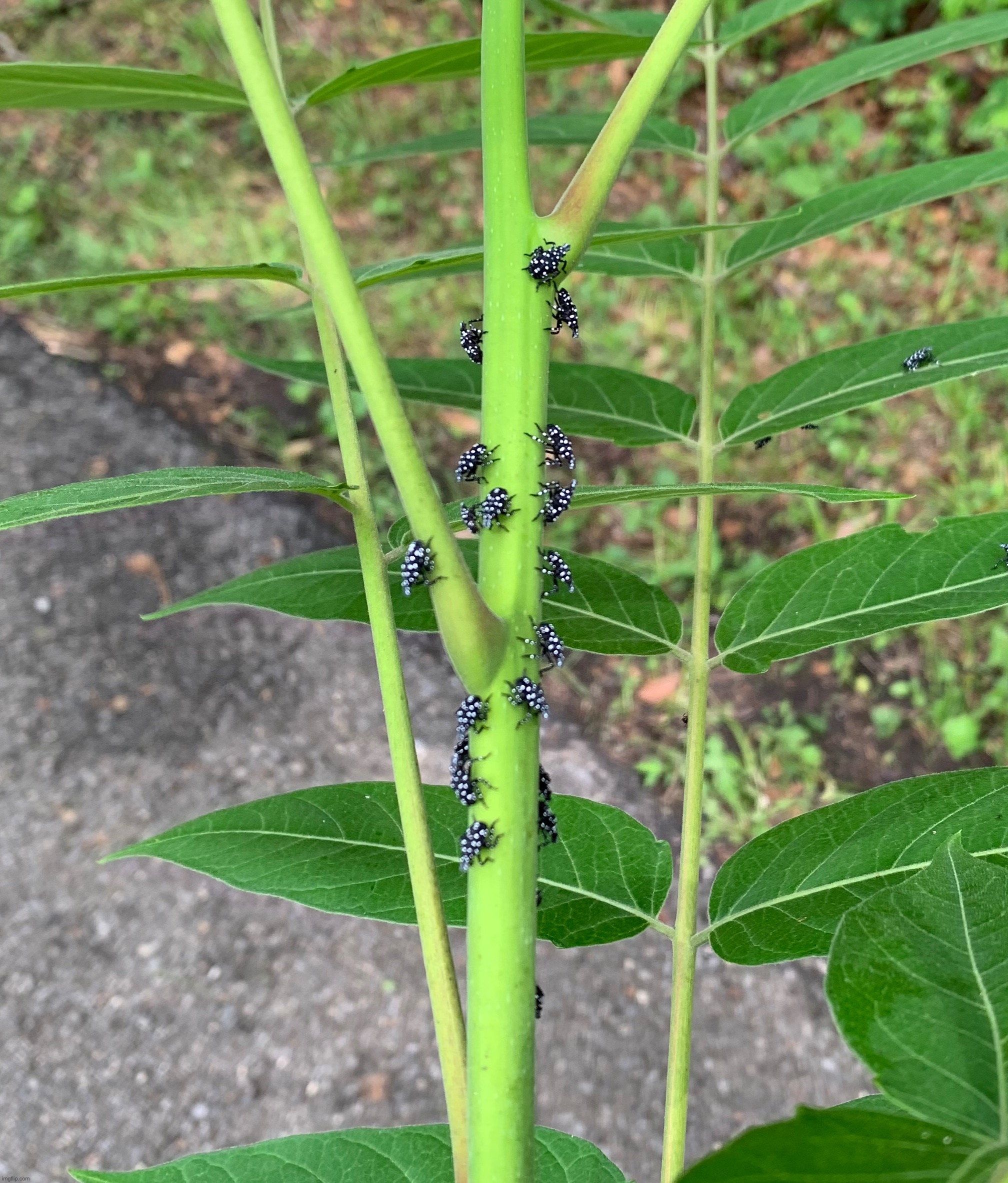 Spotted Lanternflies | made w/ Imgflip meme maker