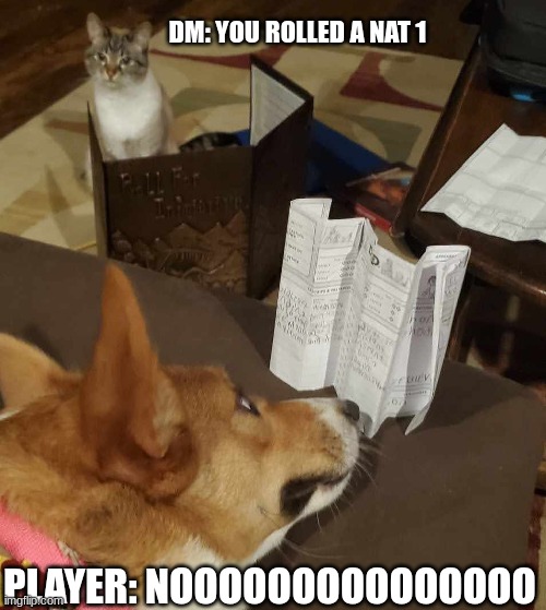 willow ember nat 1 | DM: YOU ROLLED A NAT 1; PLAYER: NOOOOOOOOOOOOOOO | image tagged in animal d d | made w/ Imgflip meme maker
