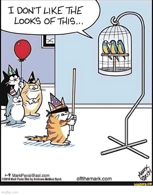 image tagged in cats,comics,birthday party,birds,pinata | made w/ Imgflip meme maker