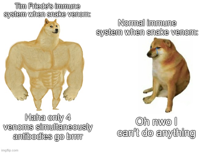 Buff Doge vs. Cheems Meme | Tim Friede's immune system when snake venom:; Normal immune system when snake venom:; Haha only 4 venoms simultaneously antibodies go brrrr; Oh nwo I can't do anything | image tagged in memes,buff doge vs cheems | made w/ Imgflip meme maker