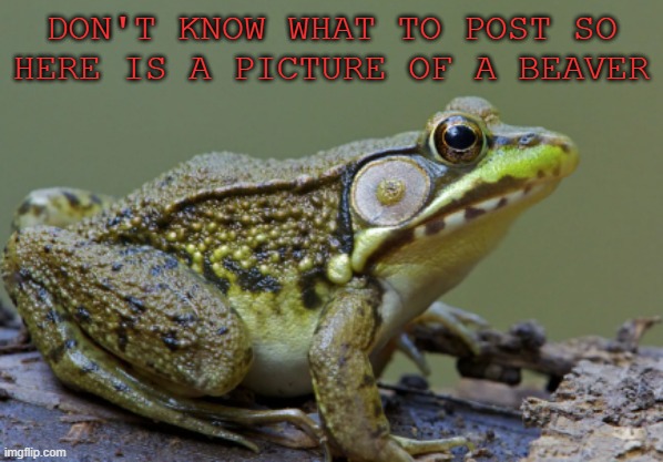DON'T KNOW WHAT TO POST SO HERE IS A PICTURE OF A BEAVER | made w/ Imgflip meme maker